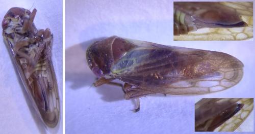 Réf. 297 112 : Oncopsis sp.
